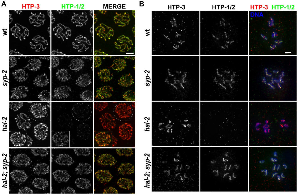 <i>hal-2</i> mutants exhibit reduced chromosomal localization of HTP-1/2 that is rescued by removal of SYP proteins.