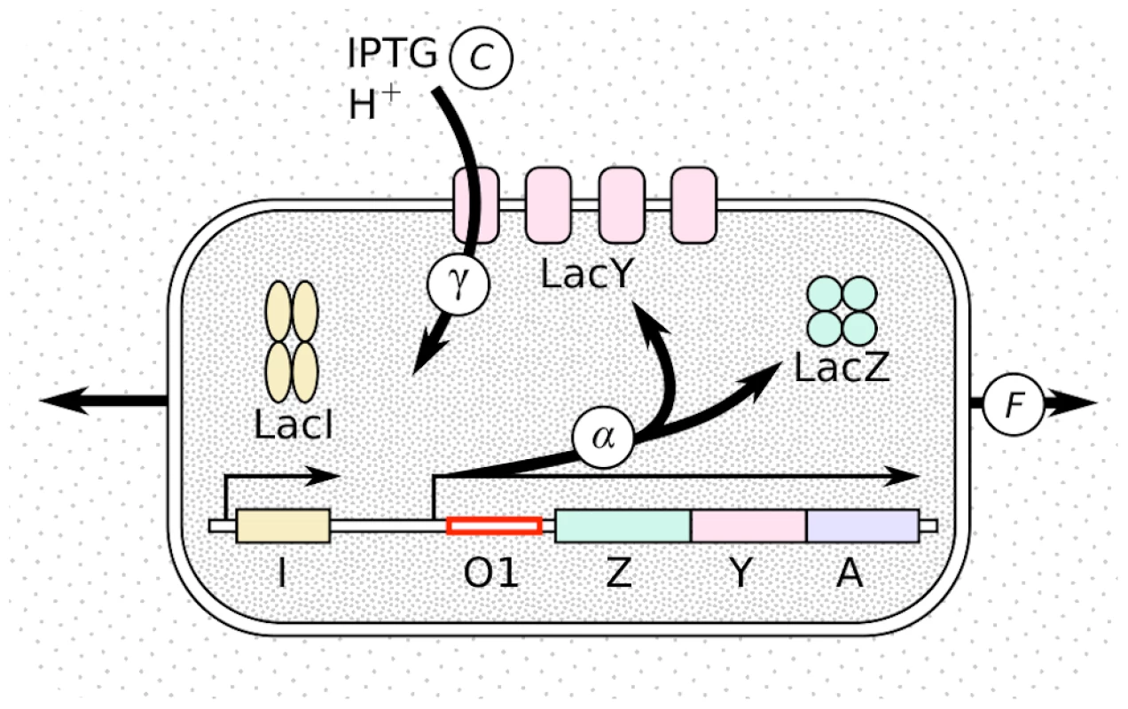 Schematic representation of the <i>lac</i> pathway.