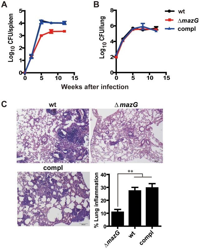 MazG is required for <i>Mtb</i> survival <i>in vivo</i> and the corresponding lung pathogenesis.