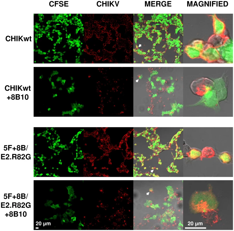CHIKV is polarized to sites of cell-cell contact under neutralizing antibody pressure.
