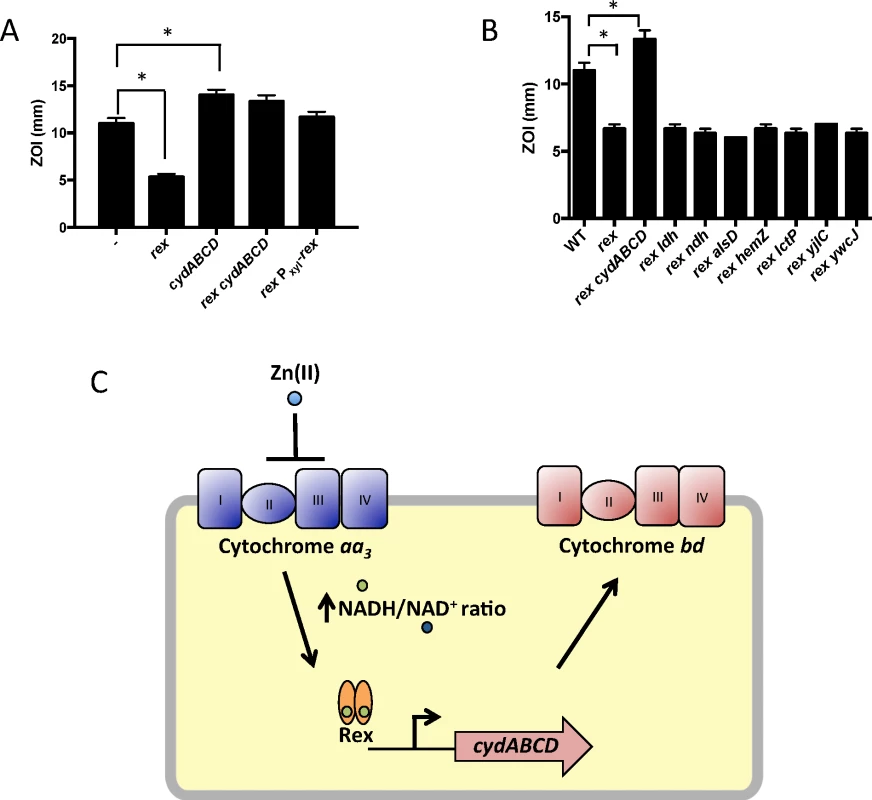 Derepression of the alternative cytochrome <i>bd</i> oxidase contributes to Zn(II) resistance.