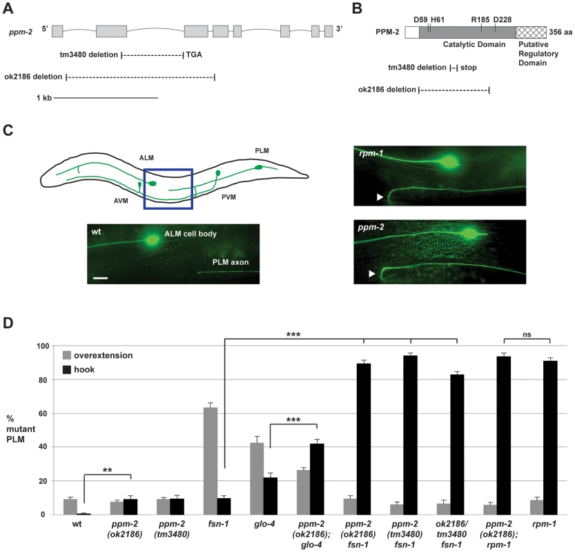 <i>ppm-2</i> regulates axon termination of PLM neurons.