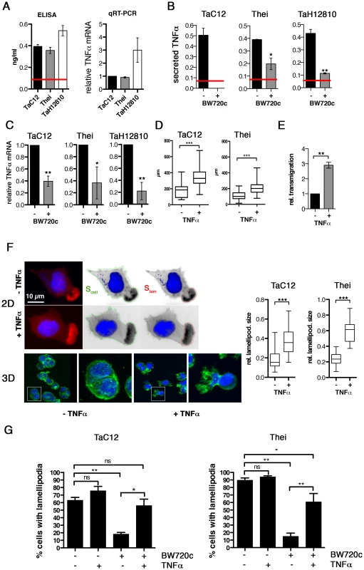 TNFα promotes motility and lamellipodia dynamics of infected macrophages.