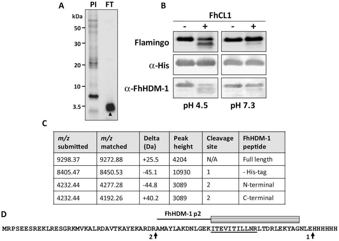 FhCL1 processes FhHDM-1 at low pH.