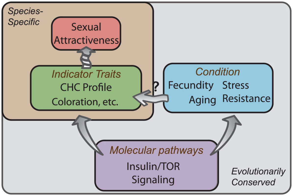 Conserved molecular pathways underlie attractive characteristics as honest indicators of condition.