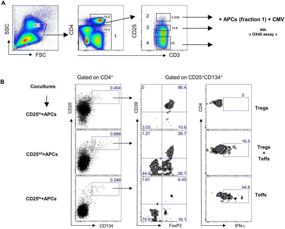 Antigen-specific Tregs originate from CD25<sup>hi</sup> cells.