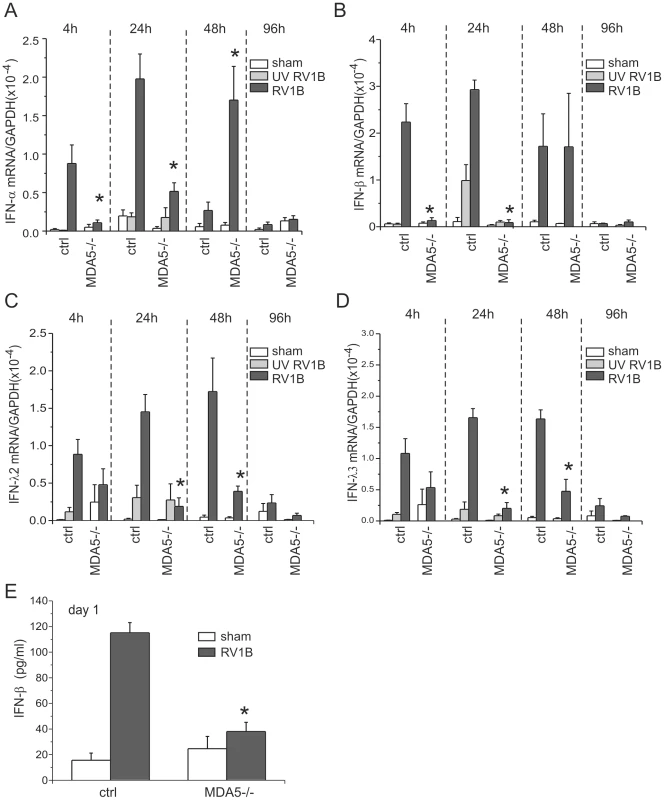 RV1B-induced expression of type I and III IFNs in MDA5−/− mice.