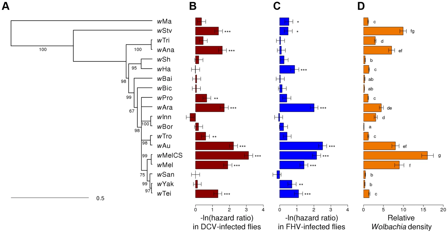 Phylogeny of <i>Wolbachia</i> strains and respective level of protection and within-host density.
