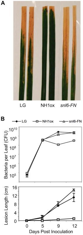 <i>Snl6</i> is required for NH1ox-mediated resistance to <i>Xoo</i>.