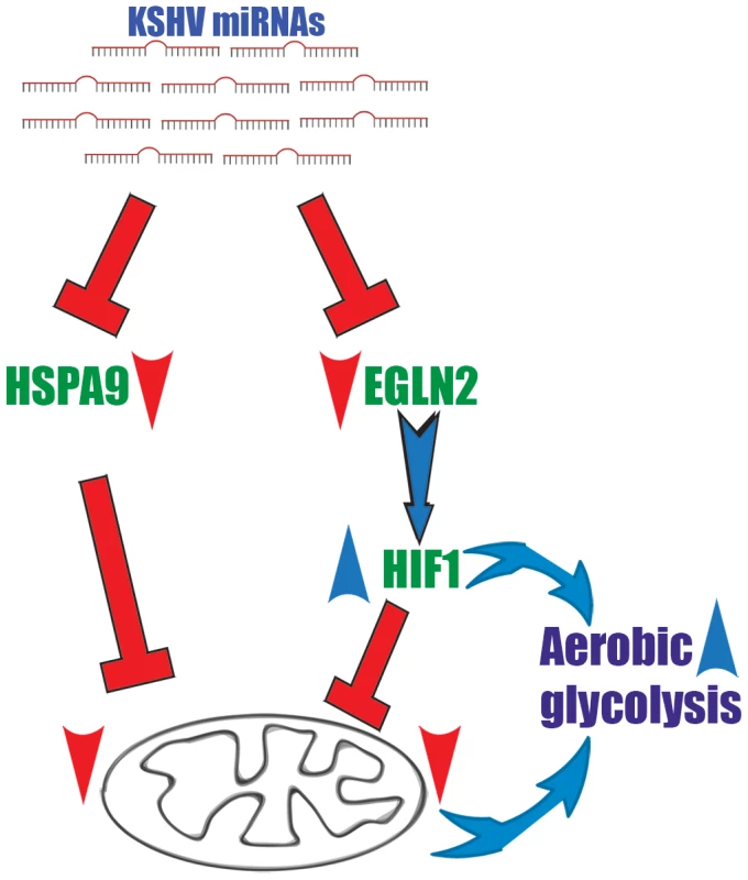 A two-armed mechanism model by which KSHV changes cellular energy metabolism.
