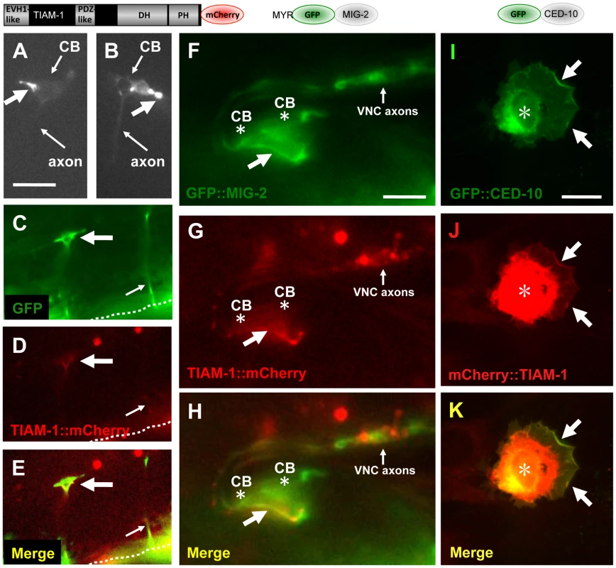 TIAM-1::mCherry is present in ectopic protrusions and growth cones and co-localizes with GFP::MIG-2 and GFP::CED-10.