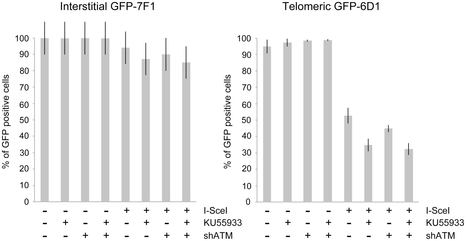 The effect of ATM deficiency on large deletions at interstitial and telomeric DSBs.