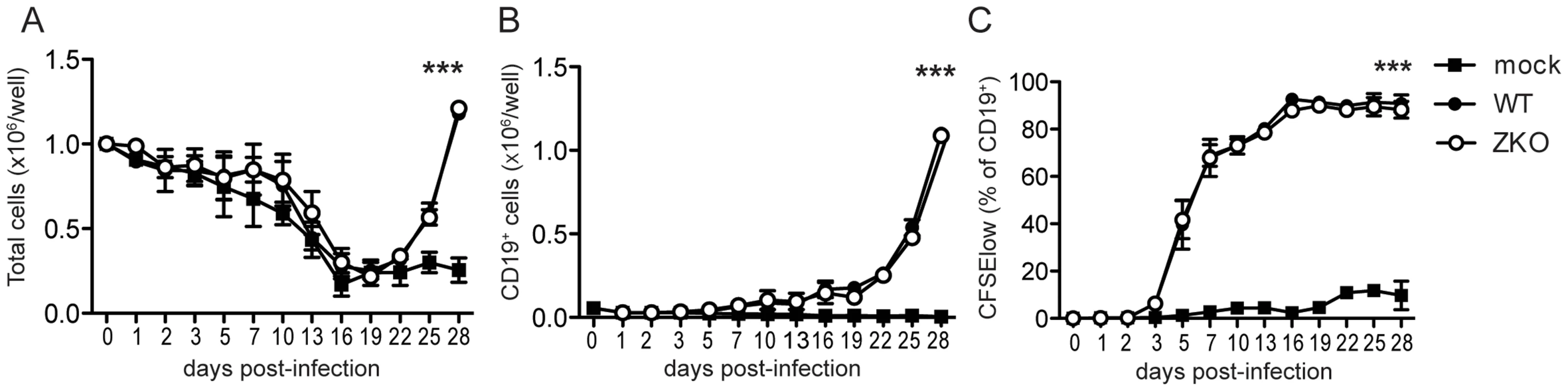 Lytic replication does not significantly contribute to EBV transformation <i>in vitro</i>.