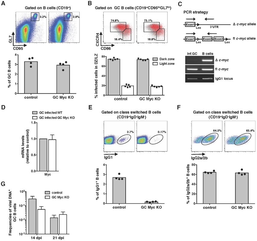 Myc is essential for the amplification of MuHV-4 infection in GC B-cells.
