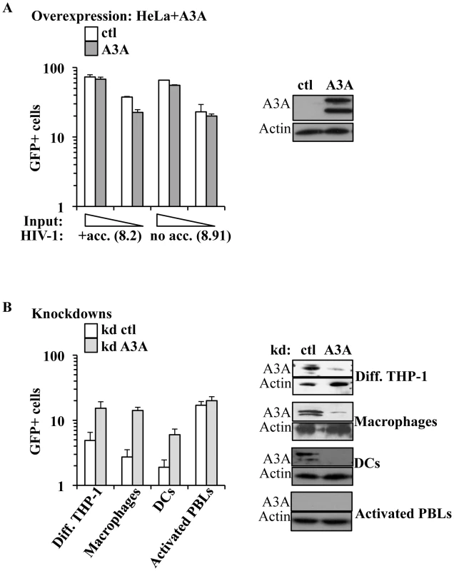 A3A inhibits the early phases of HIV-1 infection specifically in myeloid cells.