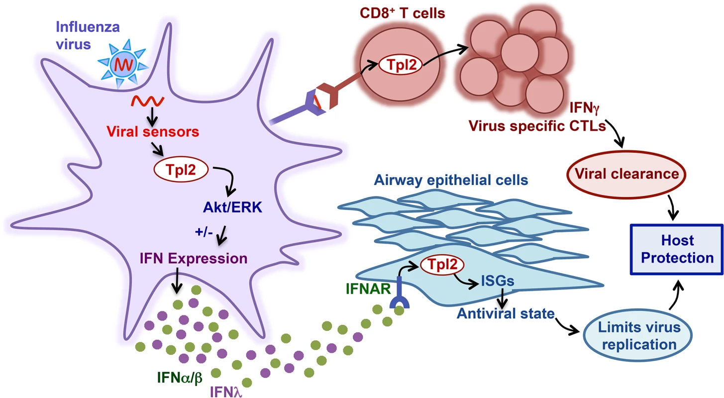Model of Tpl2 regulation of antiviral immune responses.