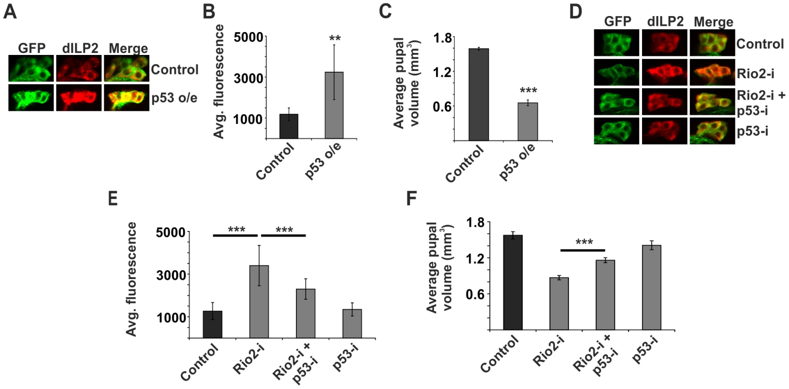 p53 mediates dILP2 accumulation upon inhibited ribosome biogenesis.