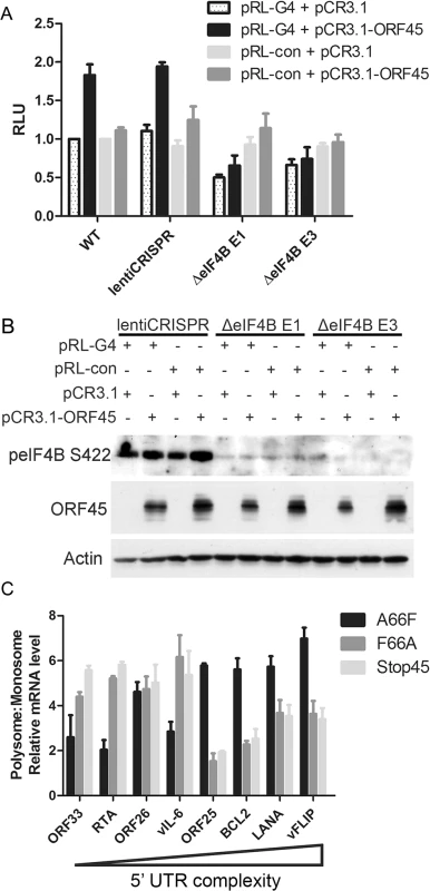 ORF45/eIF4B-dependent translational control of mRNAs with complex 5’ UTR structure.