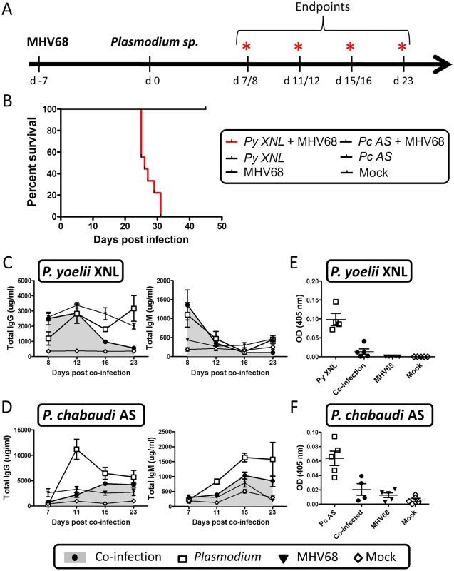 MHV68 co-infection with the non-lethal <i>P</i>. <i>yoelii</i> XNL in C57BL/6 results in lethal malarial disease and suppressed <i>Plasmodium</i> specific IgG response.