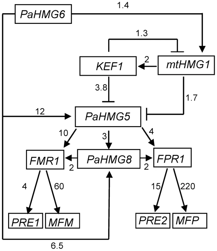 Genetic network of HMG-box genes that regulate mating in <i>P. anserina</i>.