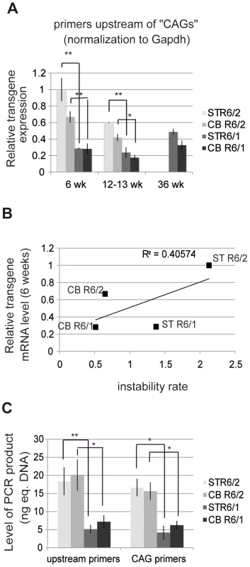HD transgene expression in R6/1 and R6/2 striatum and cerebellum.