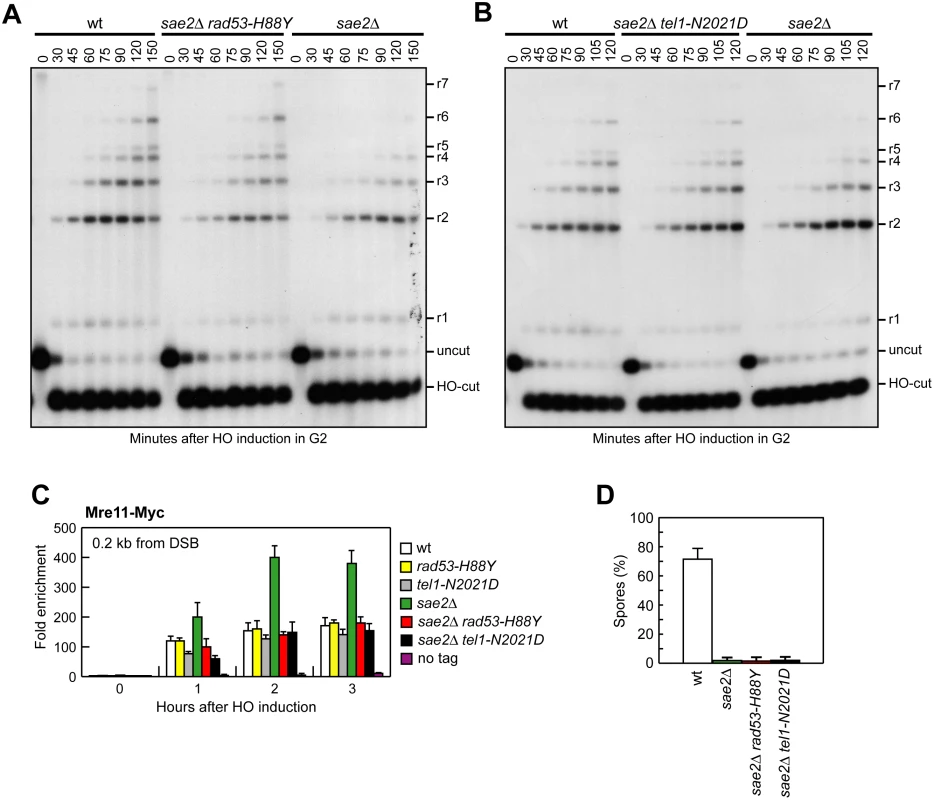 Rad53-H88Y and Tel1-N2021D suppress the resection defect of <i>sae2</i>Δ cells.