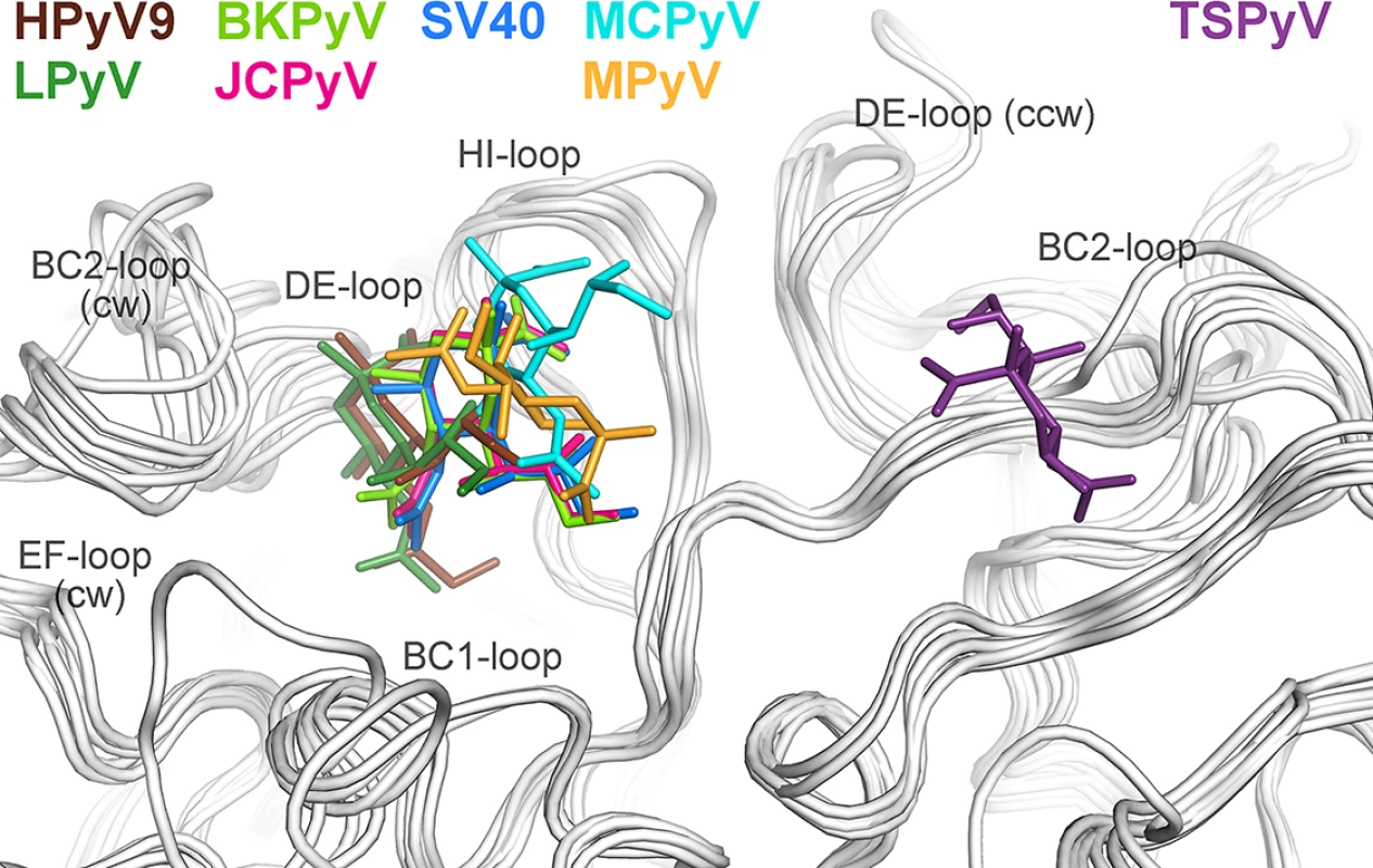 Unique location of the TSPyV Neu5Ac binding site.