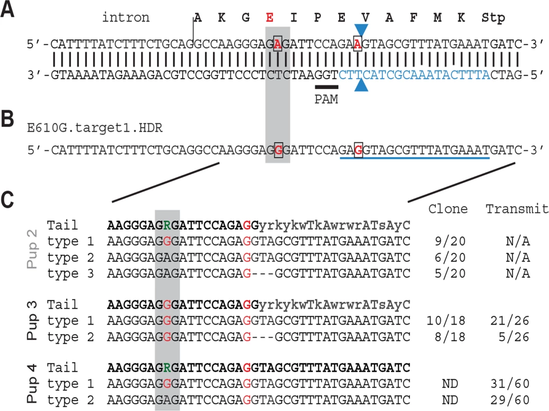 <i>Nxf1</i> E610G genome editing in mouse embryos.