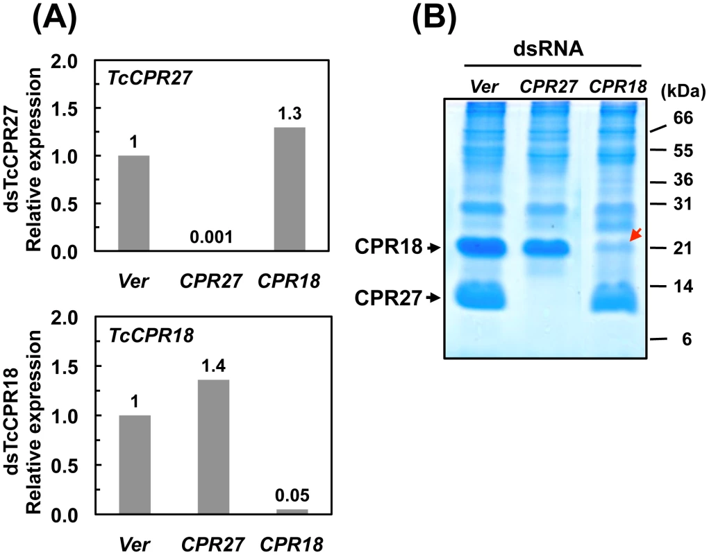 Knockdown of <i>TcCPR27</i> and <i>TcCPR18</i> transcripts by RNAi.
