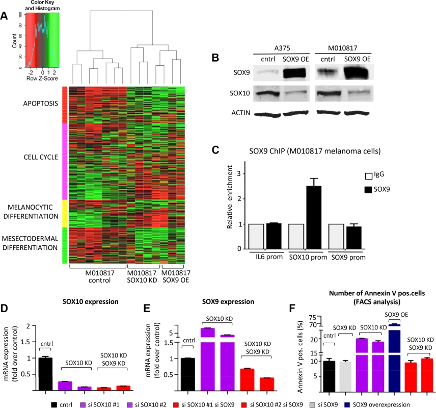 Experimental suppression of SOX9 expression rescues the effects of SOX10 deregulation in human melanoma cells.