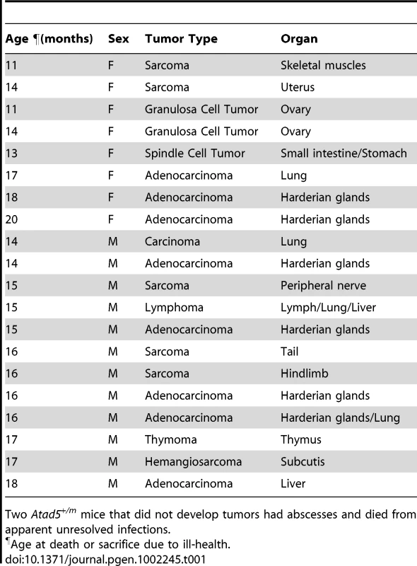 Various spectra of tumors were observed in heterozygous <i>Atad5</i> mice.