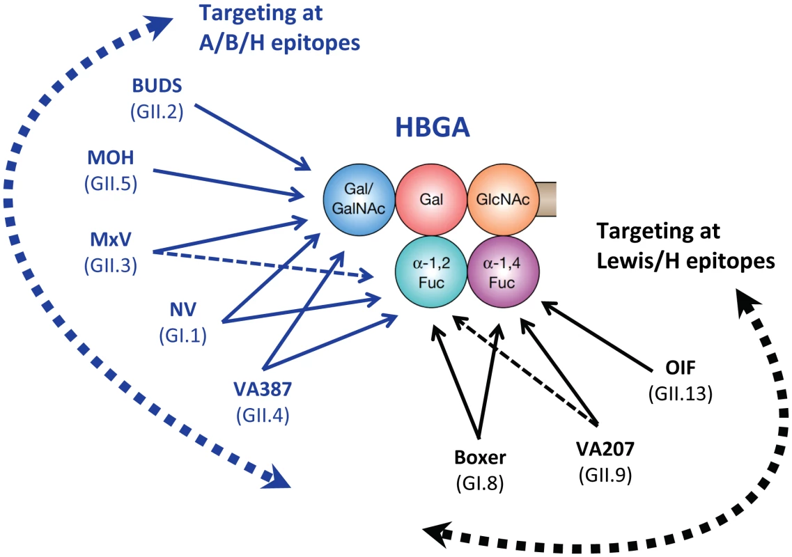 Schematic interactions and relationships among different human noroviruses with a complete product of human HBGA.