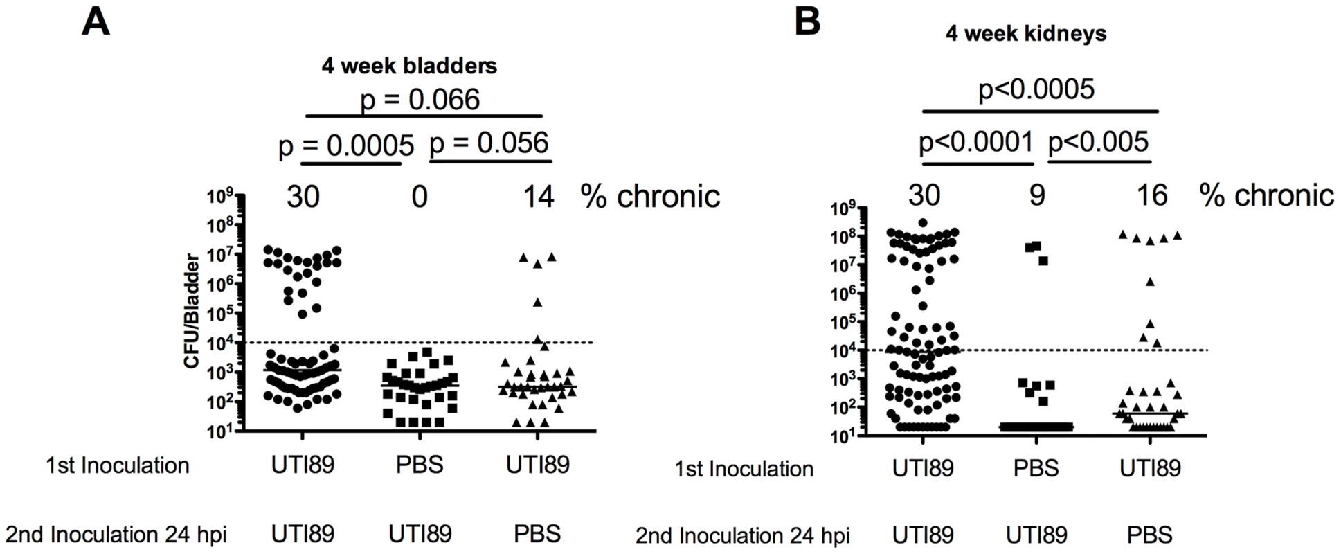 UTI89 Superinfection of C57BL/6J mice increases bladder and kidney infection.