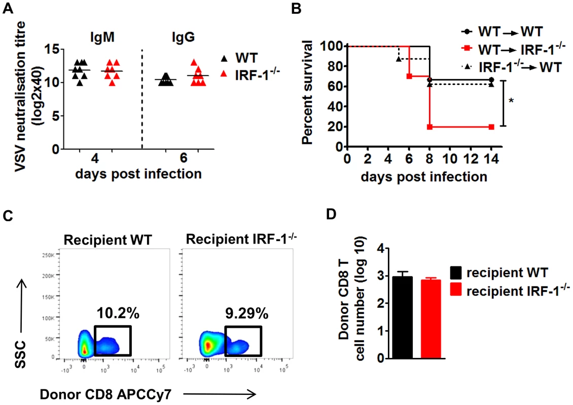 The anti-viral effects of IRF-1 are neither driven by the adaptive immune responses nor by the hematopoietic cells.