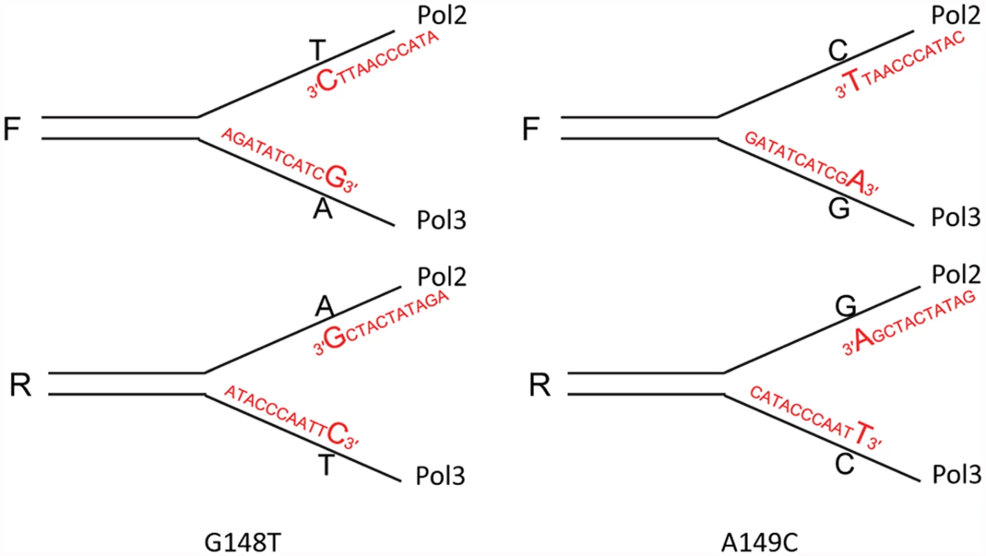 Reversion of <i>trp5</i>-G148T and <i>trp5</i>-A149C strains with oligos creating a 3′ mismatch.