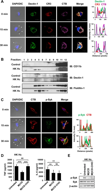 Clustering of CR3 and Dectin-1 on lipid rafts is required for their collaboration in cytokine production and signaling activation.