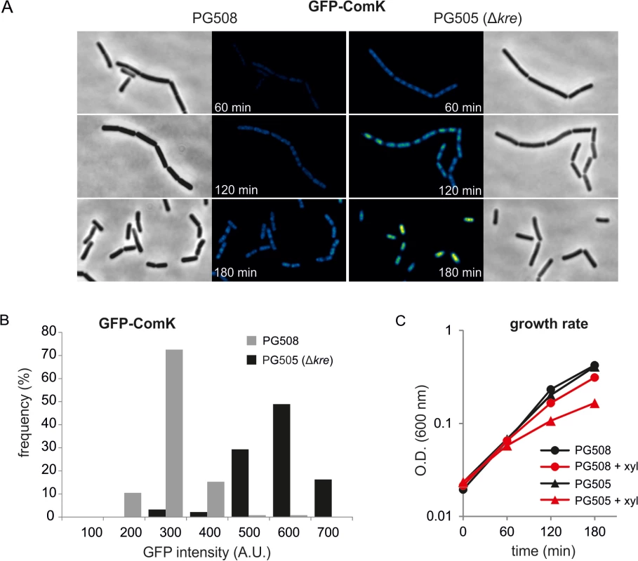 Absence of Kre increases xylose induced GFP-ComK expression.