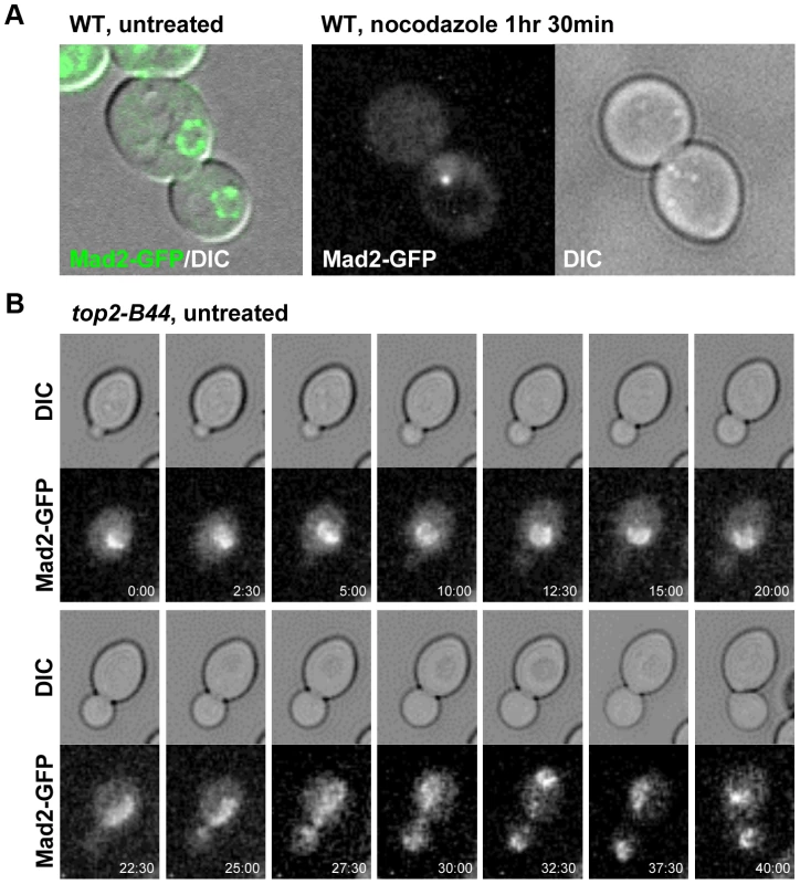 Mad2-GFP does not Re-Localize to Kinetochores in <i>top2-B44</i> Cells.
