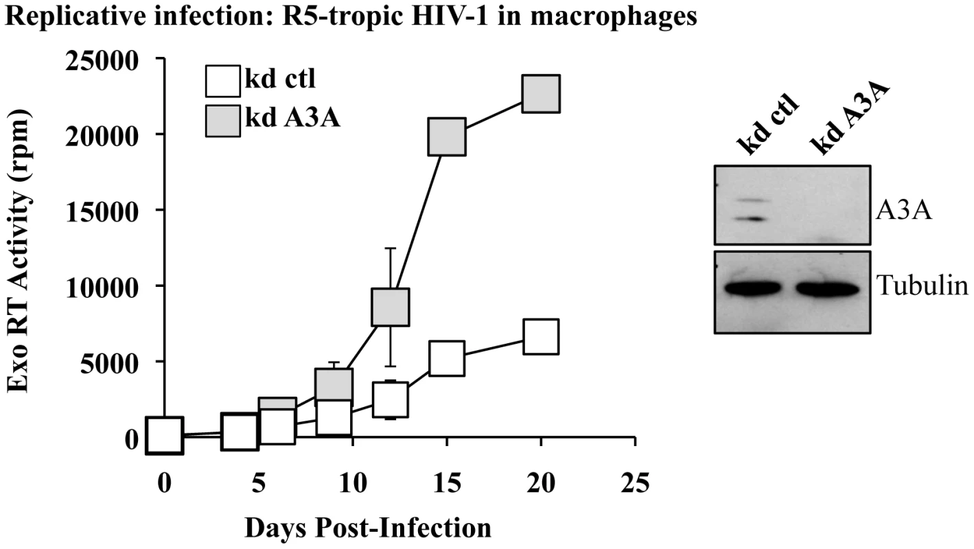 A3A silencing increases viral spread of an R5 tropic HIV-1 virus in macrophages.