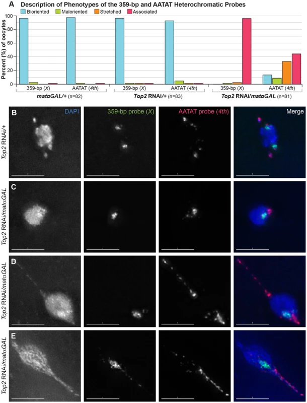 <i>Top2</i> RNAi<i>/matαGAL</i> oocytes show defects in chromosome biorientation and in the separation of heterochromatic regions of the <i>X</i> and <i>4<sup>th</sup></i> chromosomes.