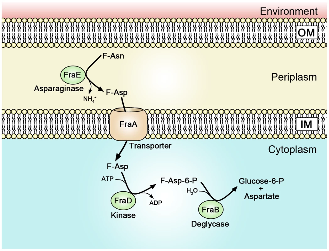 A proposed model of Fra protein localization and functions.