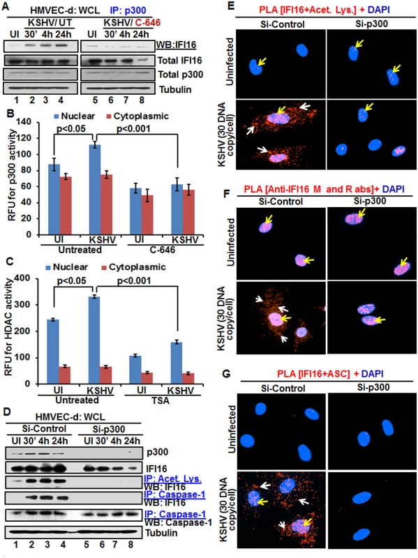 Effect of acetyltransferase p300 knockdown on IFI16 acetylation and IFI16 inflammasomes during <i>de novo</i> KSHV infection of HMVEC-d cells.