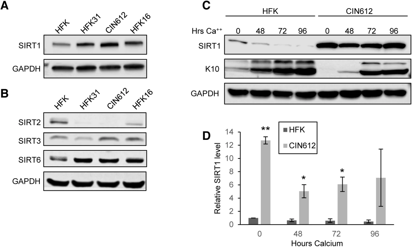 HPV induces overexpression of SIRT1 throughout keratinocyte differentiation.