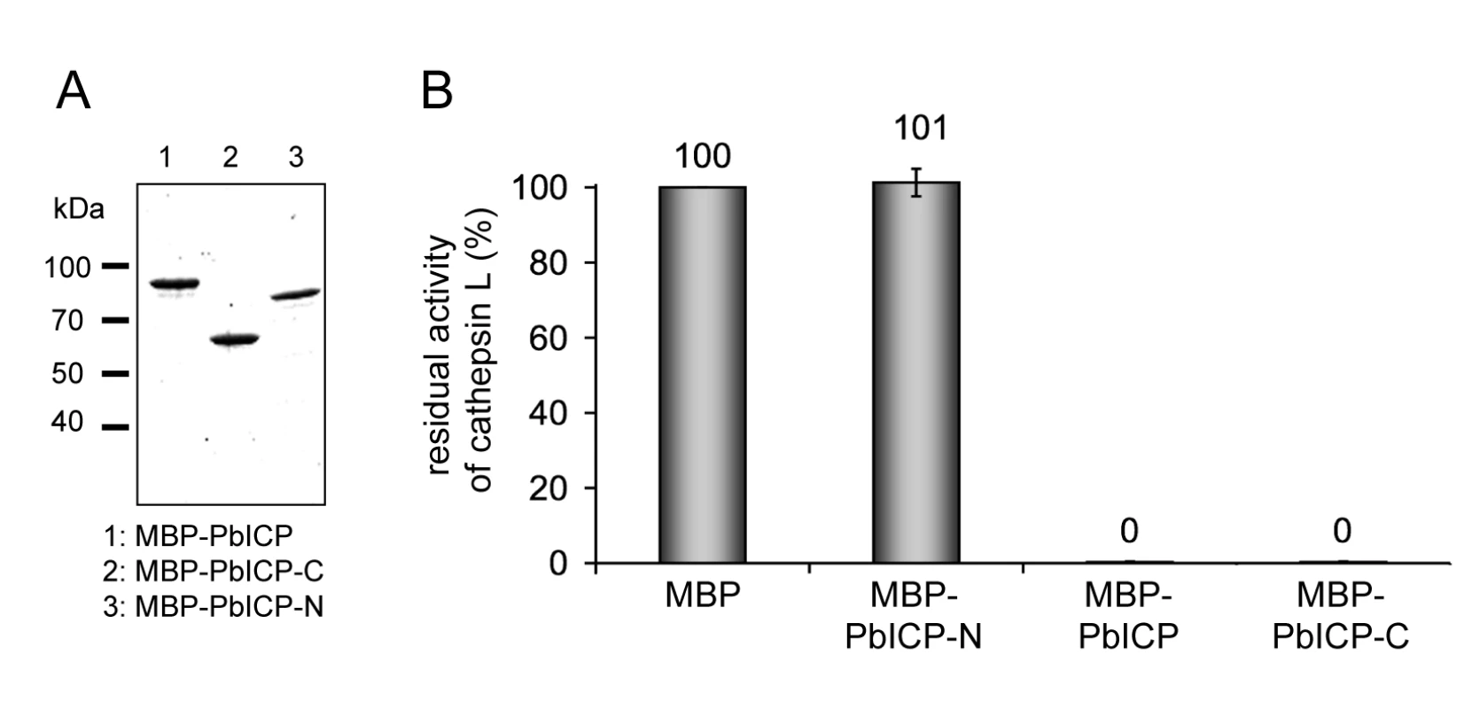 The C-terminal domain of PbICP is necessary and sufficient for the inhibitor function.