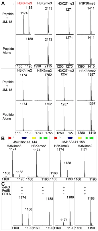 Mass spectrometric analysis of JMJ18 histone demethylase activity <i>in vitro</i>.