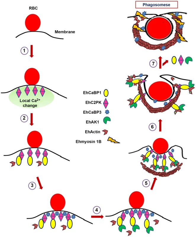 Model depicting RBCs phagocytosis in <i>E. histolytica</i>.