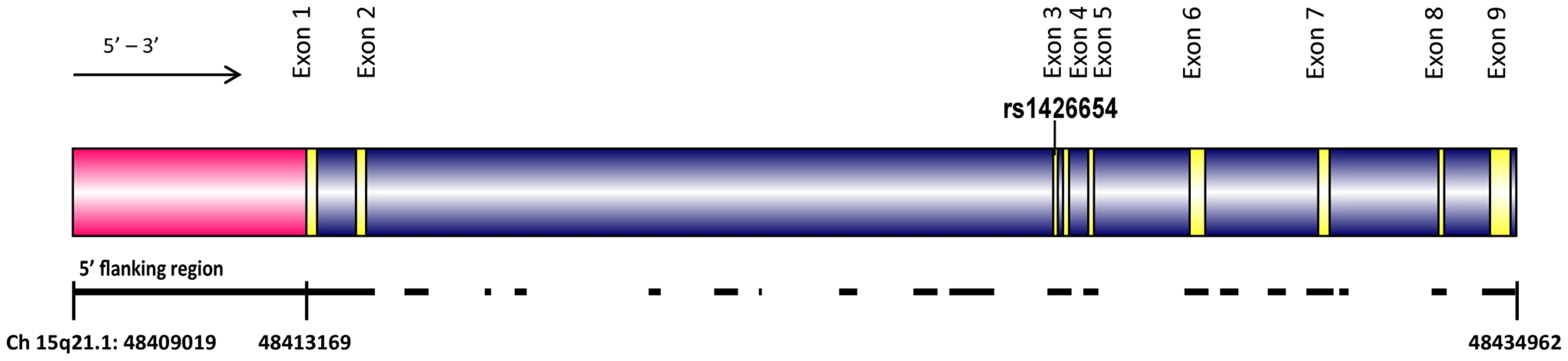 The structure of the human <i>SLC24A5</i> gene (Chromosome 15q21.1, 48409019 to 48434692).