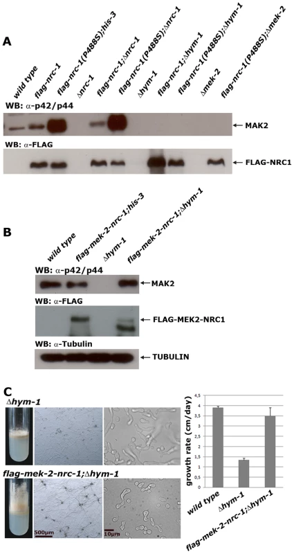 HYM1 is required for signal transduction through the entire MAK2 kinase cascade.