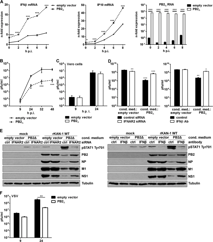PB2<sub>∆</sub> increases virus-induced expression of IFNβ, thereby restricting viral replication of IFN-sensitive viruses.