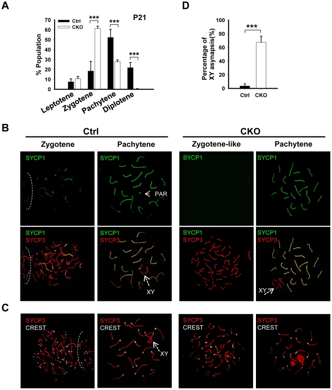 <i>Ikbkap</i> mutant spermatocytes exhibit synapsis defects.